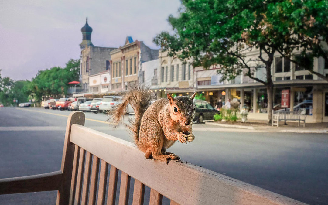 Squirrel on the Square