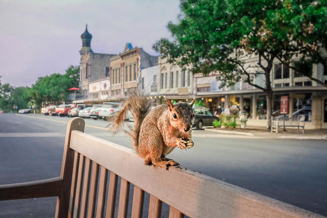 Squirrel on the Square