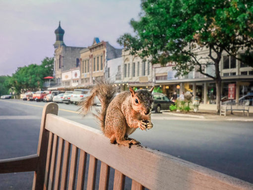 Squirrel on the Square